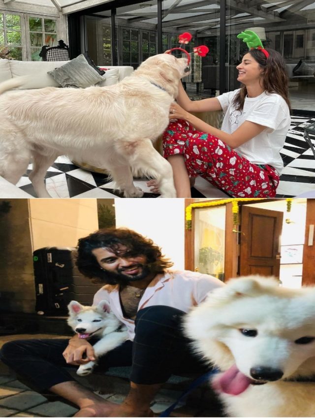 Bollywood के और tollywood के ऐक्टर्स Vijay devarakonda & ananya Pandey कैसे करते है अपने पालतू कुत्तों के साथ मस्ती
