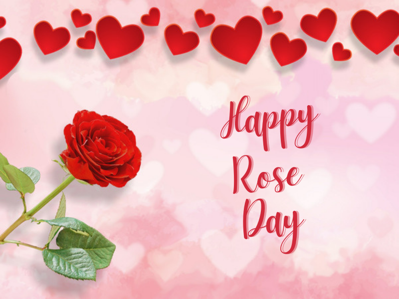 HAPPY Rose Day 2023 Status In Hindi For Facebook Instagram WhatsApp Messenger HD Quality Images Download